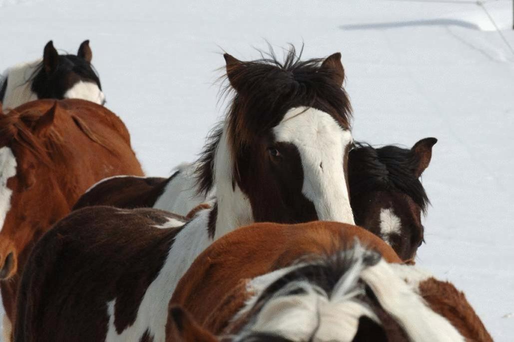 Espi-Stables Ferienhof Esterhammer Liebenau  Eksteriør billede
